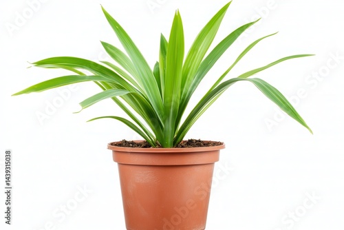 Wallpaper Mural Lush green potted plant showcasing vibrant leaves against a clean white background (1) Torontodigital.ca