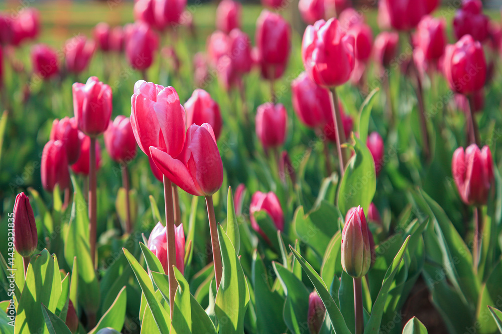 Fototapeta premium Pink tulips picture, Tulip flower bed background