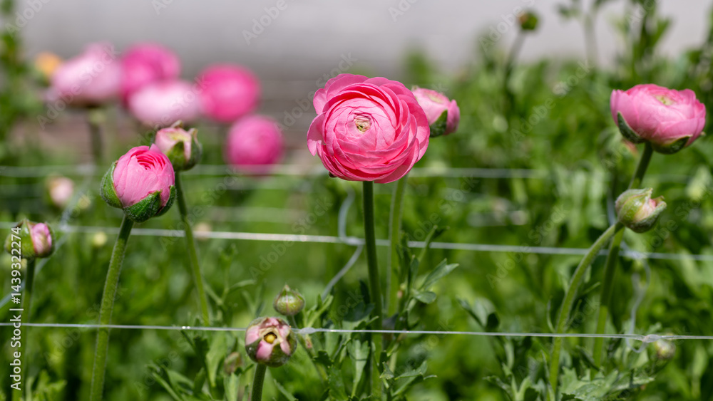 Ranunculus. Growing beautiful pink ranunculus or buttercup flowers supported by flower field netting. Ranunculus. Growing beautiful pink ranunculus or buttercup flowers supported by flower field netting.