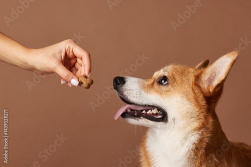 Φωτογραφία Corgi dog waiting for treat with tongue out, focused gaze, brown background studio close-up