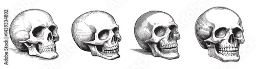 Vintage Anatomical Skulls Series Illustrations for Educational Use, Set Logo design, Vector Illustration, Engraving style