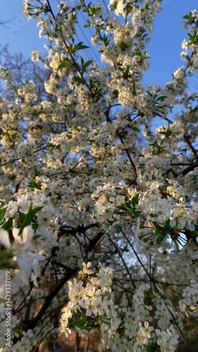 A tree with white flowers against a blue sky