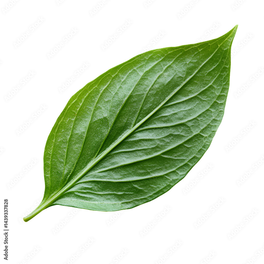 Obraz premium Green leaf closeup vibrant nature