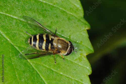 Schwebfliegen, Grosse Schwebfliege, Syrphus ribesii photo