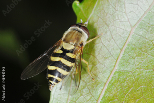 Schwebfliegen, Grosse Schwebfliege, Syrphus ribesii photo