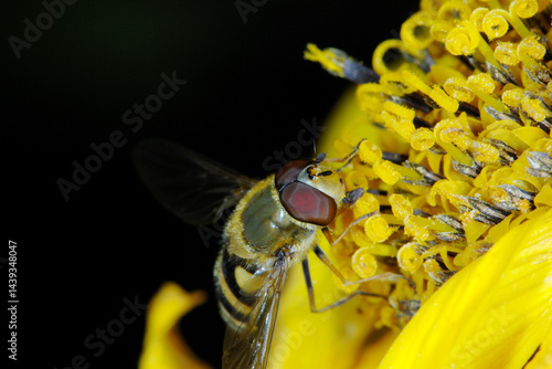 Schwebfliegen, Grosse Schwebfliege, Syrphus ribesii photo