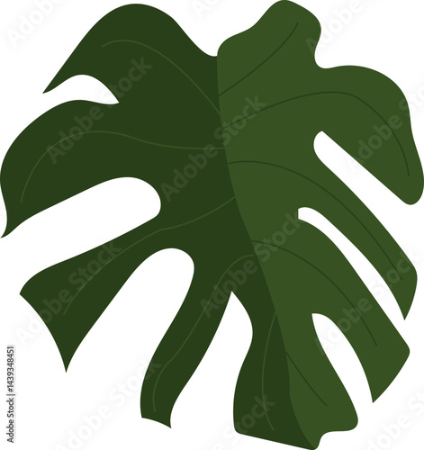 Monstera deliciosa leaf vector 