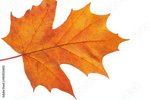 Wallpaper Mural Vibrant orange maple leaf isolated on white background, showcasing autumn's beauty (1) Torontodigital.ca