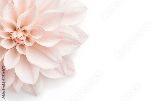 Obraz na płótnie Pink dahlia petals on background. Delicate powdery pink background with copy space w salonie