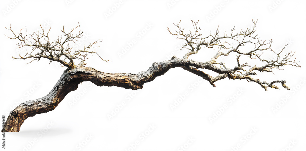 A bare, gnarled branch isolated on white background