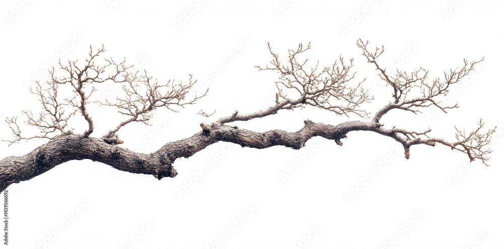 A bare, gnarled branch isolated on white background