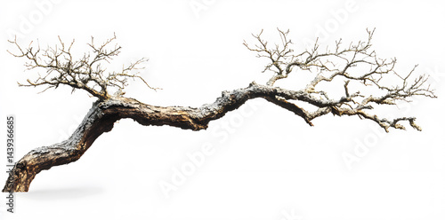 Obraz na płótnie A bare, gnarled branch isolated on white background w salonie