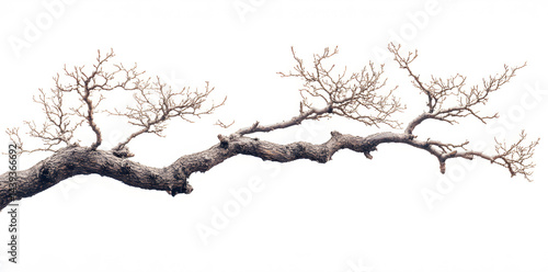 Obraz na płótnie A bare, gnarled branch isolated on white background w salonie