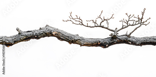 Obraz na płótnie A bare, gnarled branch isolated on white background w salonie