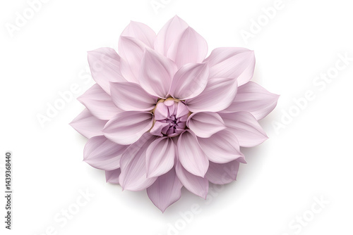 Pink dahlia isolated on white background