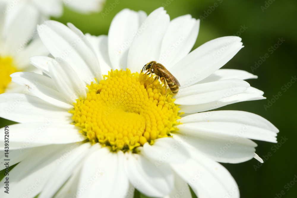 Goldglänzende Furchenbiene, Halictus subauratus, Furchenbiene, Halictus spp. Goldglänzende Furchenbiene, Halictus subauratus, Furchenbiene, Halictus spp.