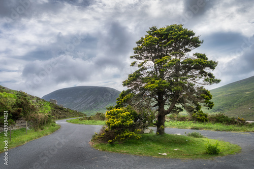 A truly stunning and solitary tree majestically stands in the center of winding road, surrounded by beautiful green hills of Mourn Mountains and expansive cloudy skies in background, Northern Ireland
