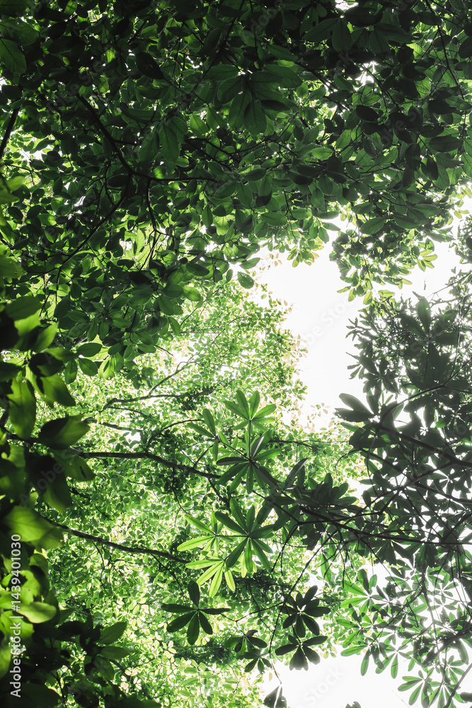 Fototapeta premium the sky, leaves, forest, nature, quiet, no one, beautiful