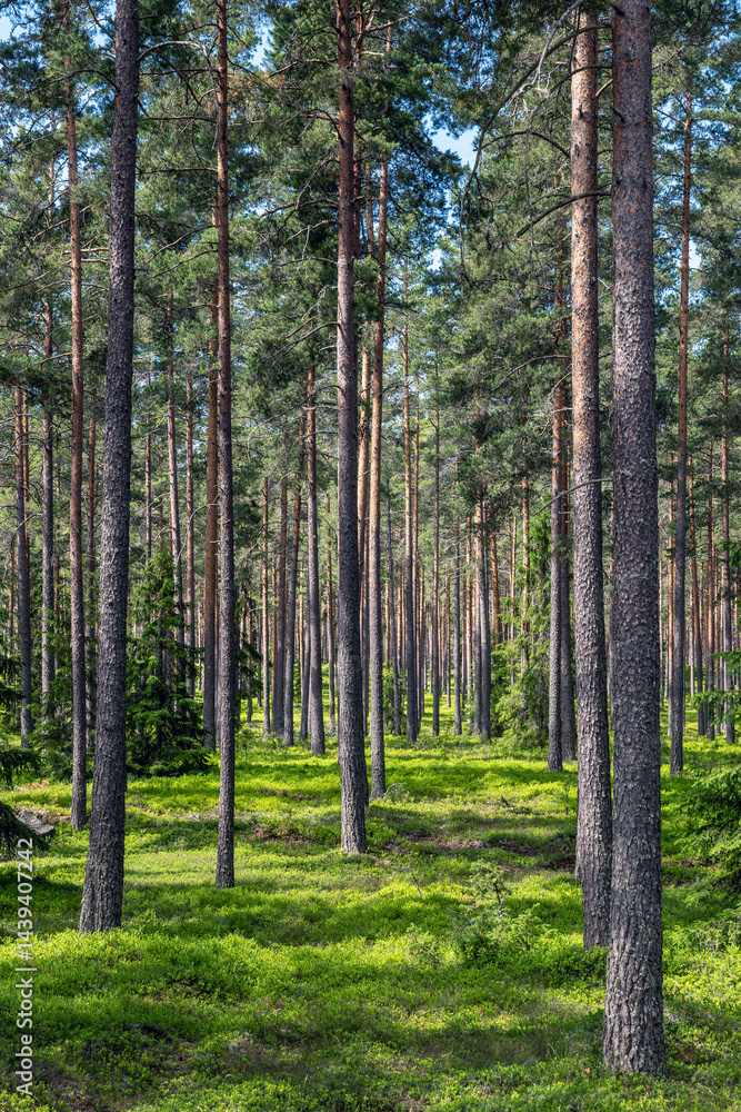 Landscape of pine tree forest in spring Landscape of pine tree forest in spring