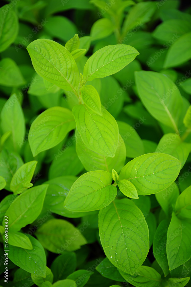 Nature green leaves in garden in summer. Nature green leaves in garden in summer.