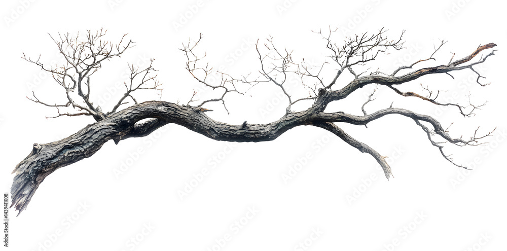 A bare, gnarled branch isolated on white background