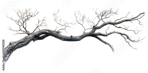 Obraz na płótnie A bare, gnarled branch isolated on white background w salonie