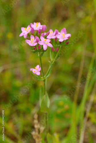 Echtes Tausendgüldenkraut,  Centaurium erythraea