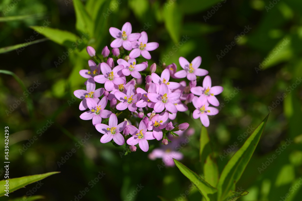 Echtes Tausendgüldenkraut, Centaurium erythraea Echtes Tausendgüldenkraut, Centaurium erythraea