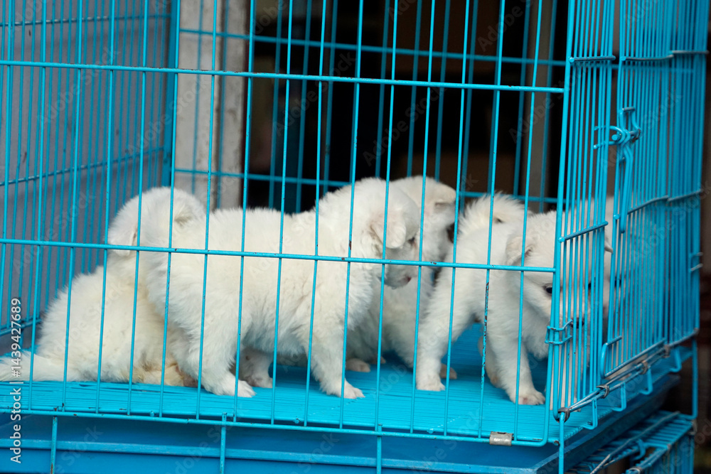 puppies in a cage on a market in mumbai