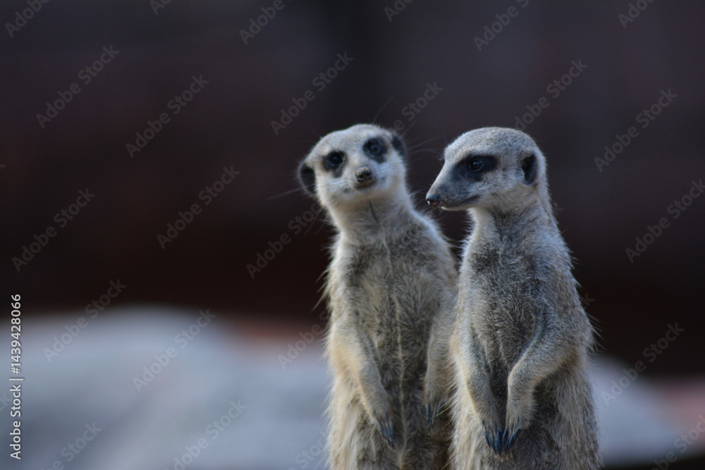 Erdmännchen-Team: Wachposten mit Charme und Neugierde Erdmännchen-Team: Wachposten mit Charme und Neugierde