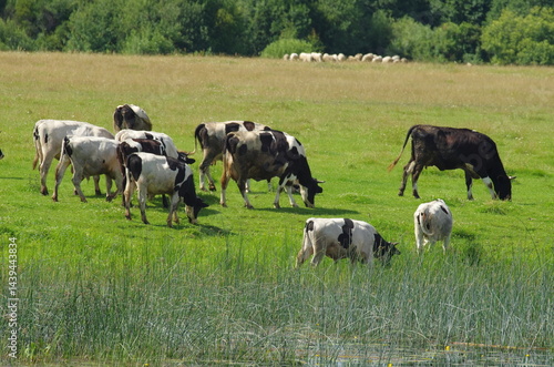 Wallpaper Mural Small rural herd of cows grazes on the green bank of a river and in the background a flock of sheep in a blurred background Torontodigital.ca