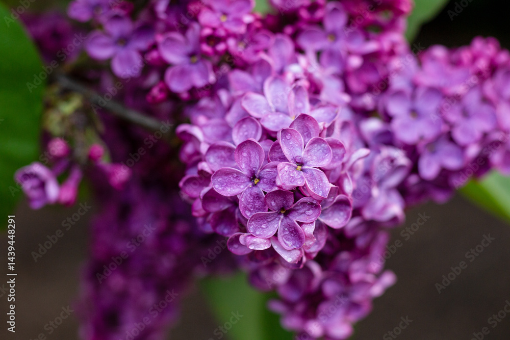 Close-up of blooming purple lilac flowers Close-up of blooming purple lilac flowers