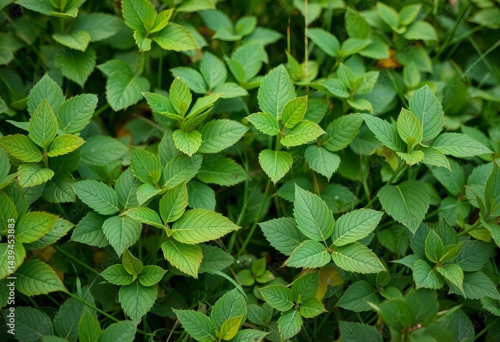 Picture Leaves in a meadow with flowers. Picture Leaves in a meadow with flowers.