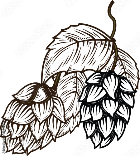Hop Plant – Hand-Drawn Vector Image for Logos and Labels (Transparent Background)