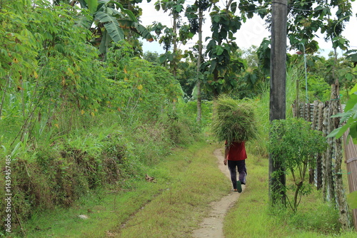 Photography a farmer carries a mound of grass for animal feed