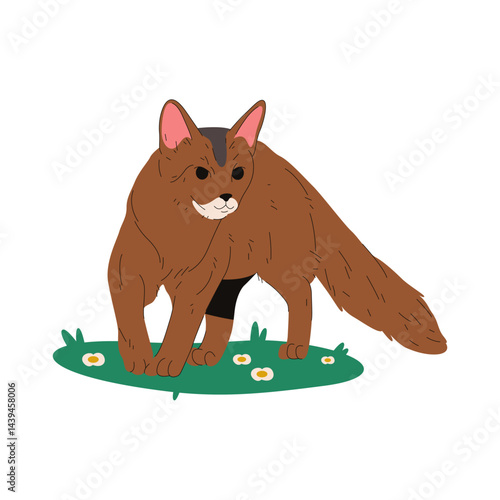 Vector cat of somali breed. Fluffy meow animal. Purring kitten of or sociable puss. Aristocratic breeding of kitty. Domestic feline or domesticated pet. Furry purebred mammal. Biology, zoology, fauna.