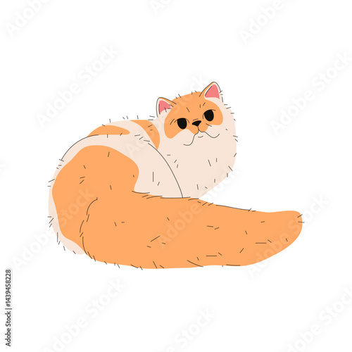 Persian cat breed or longhair fauna. Vector purring animal. Purebred domestic kitten. Playful puss or sociable companion, agile catling or domesticated kitty. House pussycat. Zoology and biology.
