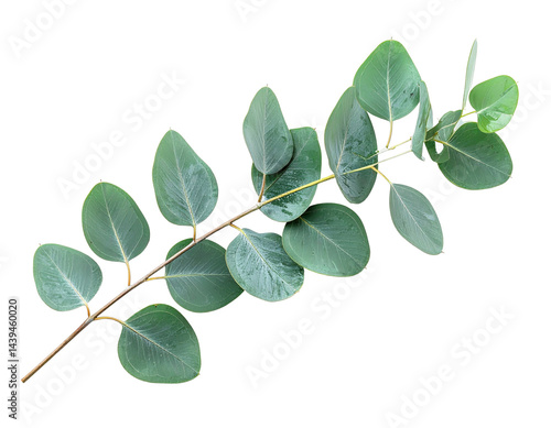 Eucalyptus Branch Detail
