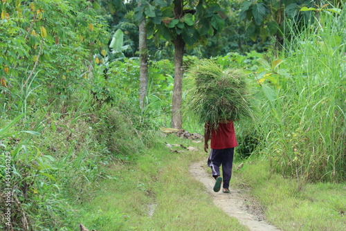 Canvas Print a farmer carries a mound of grass for animal feed
