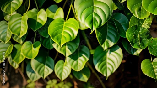 Close-up of an eye peeking through lush green leaves