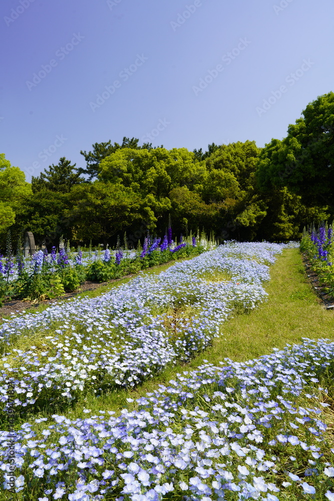 公園の花壇に咲く青い花 ネモフィラ
