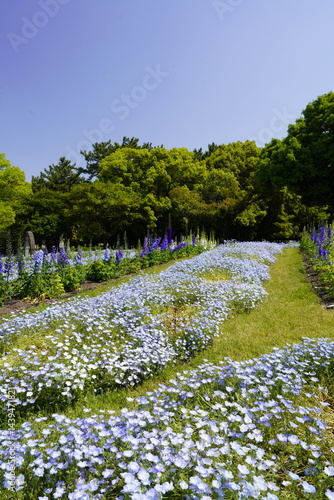 Obraz na płótnie 公園の花壇に咲く青い花 ネモフィラ w salonie