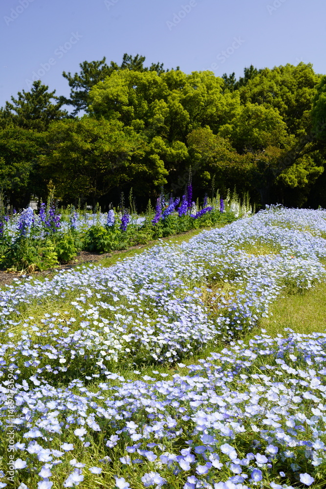 公園の花壇に咲く青い花 ネモフィラ