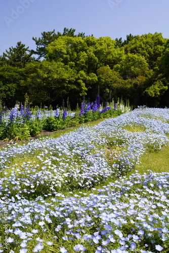 Obraz na płótnie 公園の花壇に咲く青い花 ネモフィラ w salonie