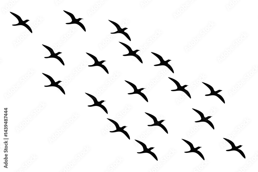 Fototapeta premium Silhouette of a flock of birds flying in the sky isolated on white background