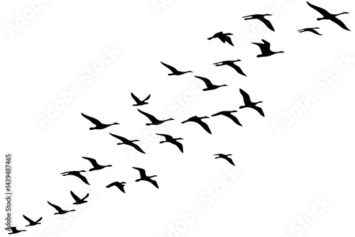 Silhouette of a flock of birds flying in the sky isolated on white background