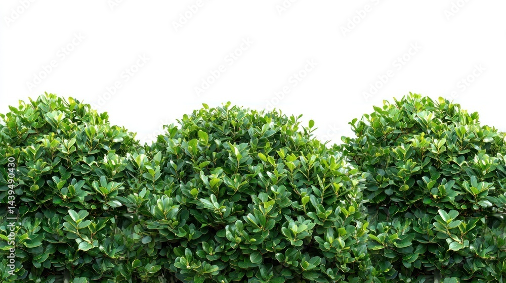 Obraz premium Large garden bushes with soft, rounded leaves and rich green hues on a white background.