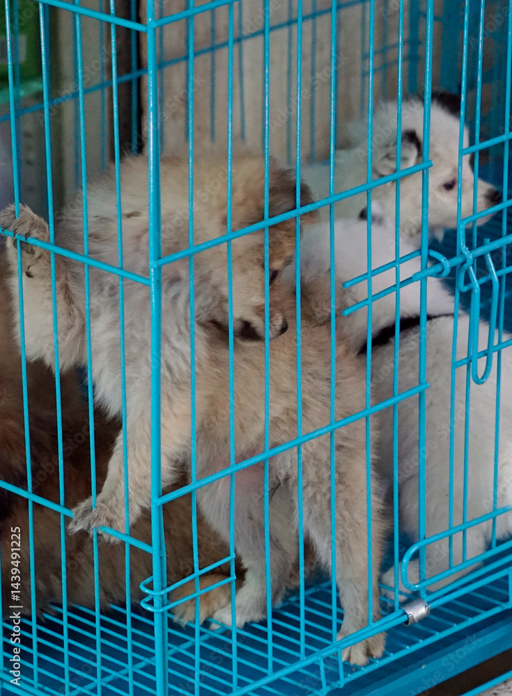 puppies in a cage on a market in mumbai