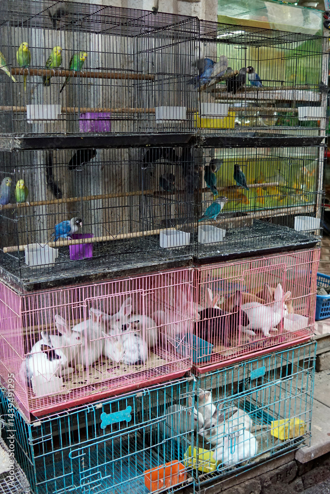 birds and rabbit on a market