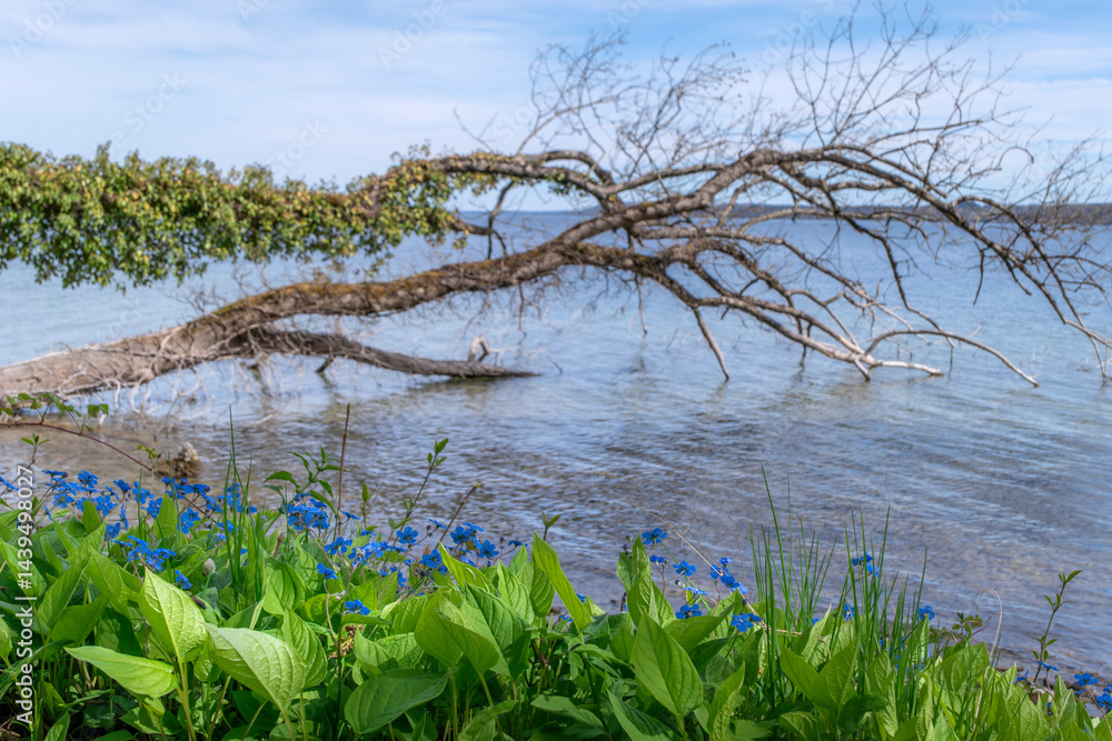 Blätter und Blumen am Ufer eines Sees, dahinter liegt ein umgestürzter mit Efeu bewachsener Baumstamm im Wasser, Starnberger See, Bayern, Deutschland, Europa